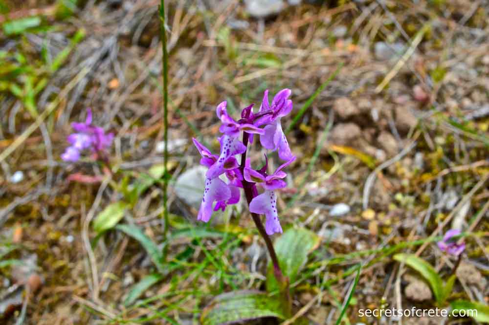 wild orchid