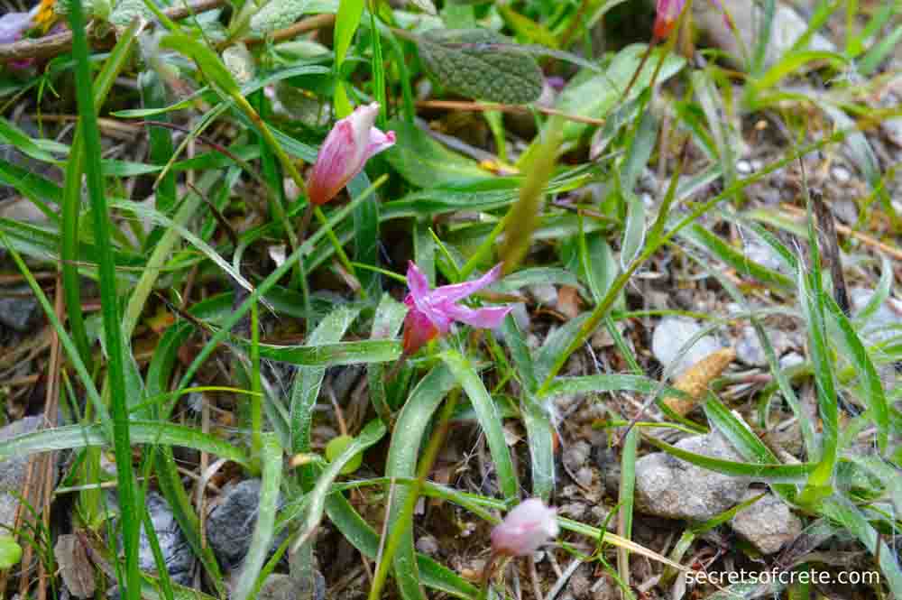 wild tulip