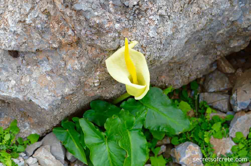 wild calla lilly