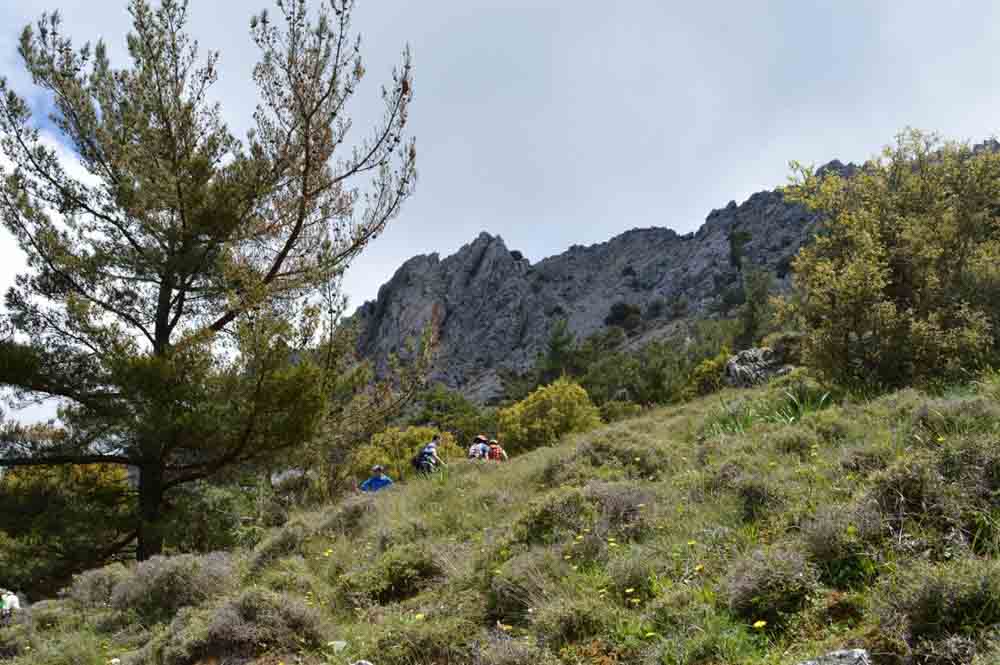 wild spring flowers in crete