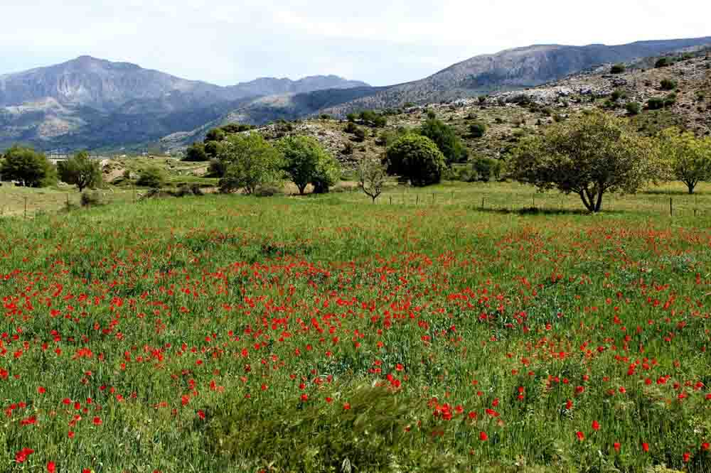 lassithi plateau